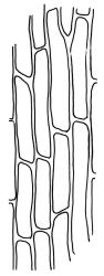 Campylopodium lineare, laminal cells of leaf base. Drawn from W. Bell 618, CHR 515999.
 Image: R.C. Wagstaff © Landcare Research 2018 